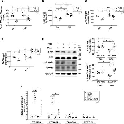 Formoterol reduces muscle wasting in mice undergoing doxorubicin chemotherapy